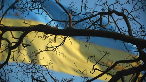 Dark tree branches on the background of Ukrainian flag fluttering in blue sky Stock Footage 236906515