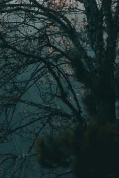 Dark tree branches in the dark forest with background fog. Stock Photos