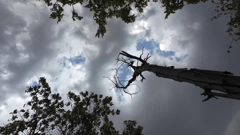 Dark tree branches outlined against a bright blue sky with fluffy clouds Stock Footage 280910325