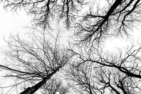Dark tree branches Foto stock