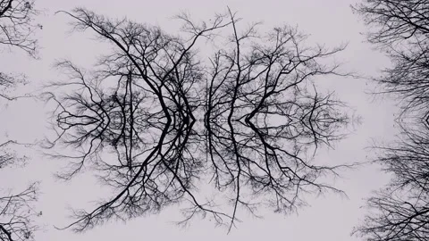 Dark tree branches reflected in water. Scary forest scene. Stock Footage 148479816