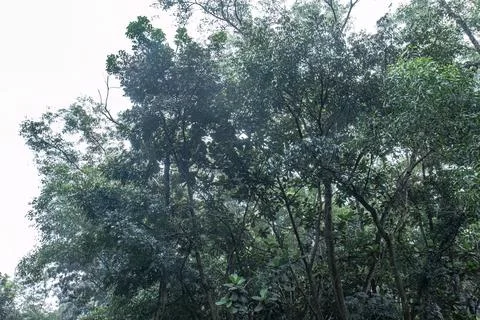 Dark Tree Canopy with Soft Sky Light Stock Photos