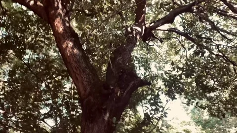 Dark Tree – Cinematic Nature Scene Stock Footage 331315457