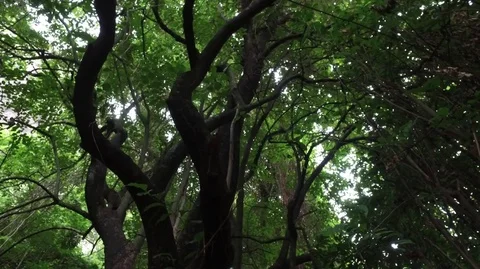 Dark Tree 스톡 동영상 84444979