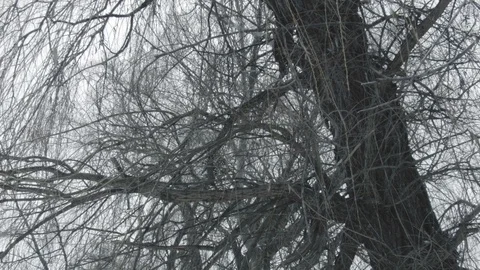Dark tree Stock Footage