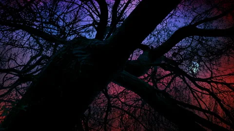 Dark Tree With Halloween Sky Vídeo Stock 247128179