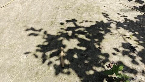 Dark tree leaf shadows cast on a bright concrete sidewalk surface in summer Stock Photos