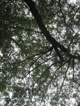 Dark Tree Low Angle Stock Photos