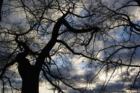 Dark Tree with many sprawling branches, tree, silhouette, sunset Stock Photos