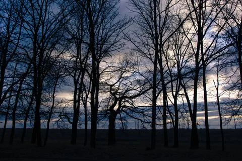 Dark Tree with many sprawling branches, tree, silhouette, sunset Stock Photos