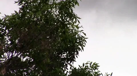 Dark Tree in Overcast on a very Windy Day Stock Footage 42770941