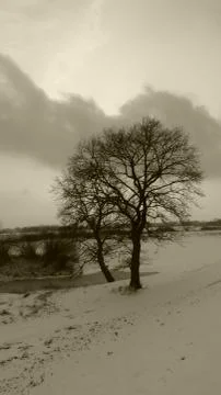 Dark Tree Foto stock