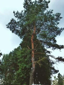 Dark Tree Stock Photos