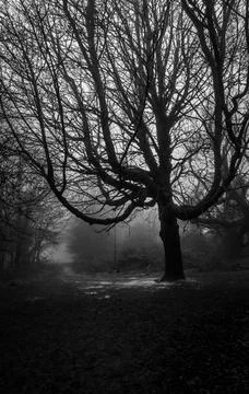 Dark tree Fotos Stock