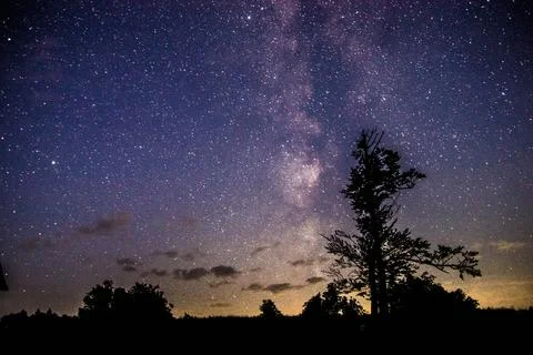 The Dark Tree Stock Photos