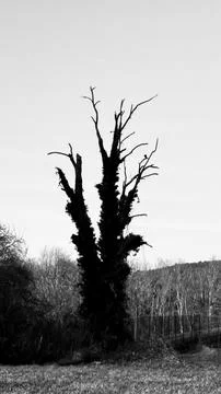 Dark tree 스톡 사진