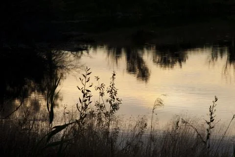 Dark Tree Reflections on a Lake Stock Photos