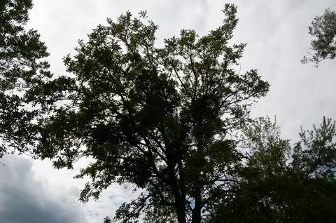 Dark tree silhouette with other tree crowns in the background against a sky.. Stock Photos