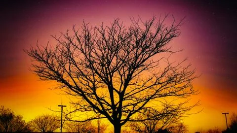 Dark Tree Silhouette Sunset &amp; Stars Stock Photos