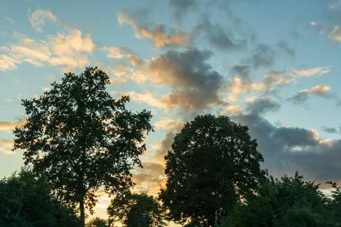 Dark tree silhouettes against an evening sky with golden and grey clouds at Stock Photos