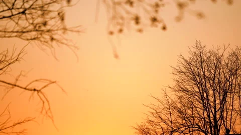 Dark tree on sunset sky background. Stock Footage 141008729