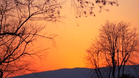 Dark tree on sunset sky background. Stock Footage 141008840