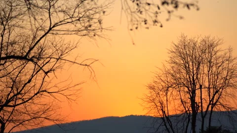 Dark tree on sunset sky background. Video stock 141008850