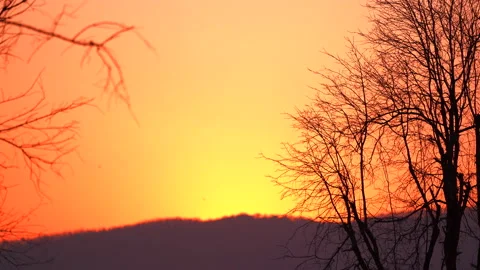 Dark tree on sunset sky background. 库存影片 141009090