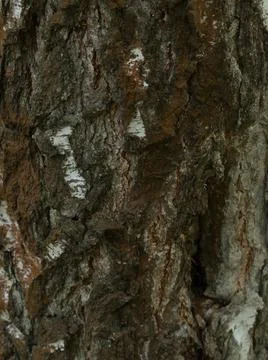 Dark tree texture background Stock Photos