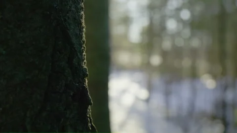 Dark tree trunk close up view in bright winter forest out of focus background 스톡 동영상 255995741