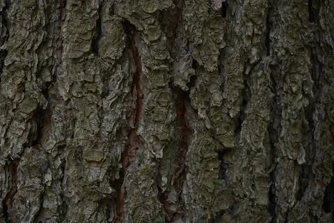 Dark tree trunk texture in forest, Patagonia, Argentina Foto stock