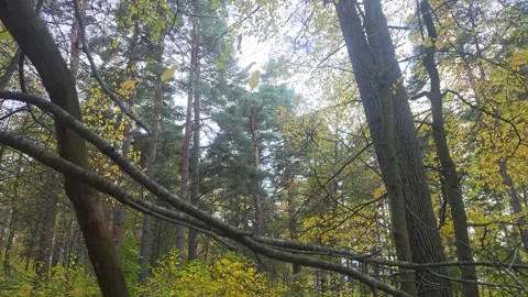 Dark Tree Trunks And Branches Silhouetted In Dense Forest Stock Footage 348441087