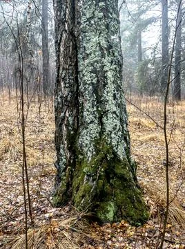 Dark tree trunks in the autumn forest Stock Photos