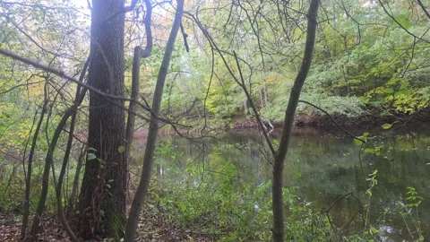 Dark Tree Trunks Framing A Calm River Reflecting Autumn Foliage Stock Footage 348165787