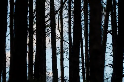 Dark tree trunks. Stock Photos