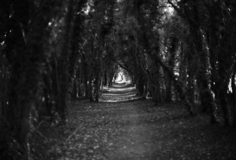 Dark tree tunnel Stock Photos