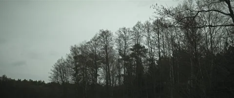 Dark treeline in autumn anamorphic Stock Footage 297633474