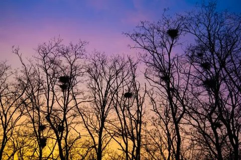 Dark trees with crows ' nests in the harsh light of a stunning sunset. Stock Photos