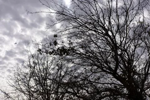 Dark Trees with Falling Dried Dead Leaves in the Fall with Puffy Dark Clouds Stock Photos
