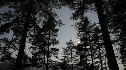Dark Trees Stock Footage 11630234