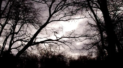 Dark Trees Stock Footage 33742184
