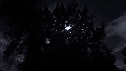 Dark Trees Stock Footage 75240308