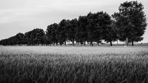 Dark trees line between field Stock Photos