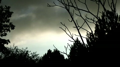 Dark Trees at Night  Stock Footage 570079