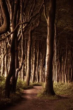 Dark trees Stock Photos