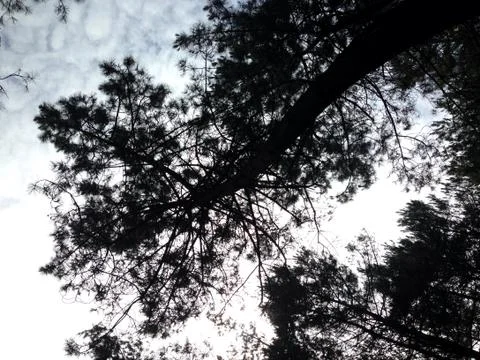 Dark Trees Stock Photos