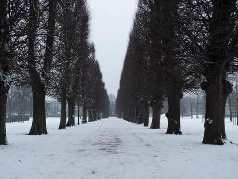 Dark trees planted on the side of long and snow covered driveway in kongenshave  Foto stock