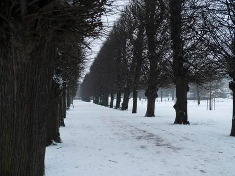 Dark trees planted on the side of long and snow covered driveway Foto stock