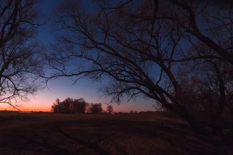 Dark trees on a starry night in the moonlight Stock Photos