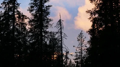 Dark trees sway and sunset clouds moving Stock Footage 98365031